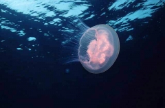 Moon Jellyfish (Aurelia aurita) Moon Jellyfish (Aurelia aurita)