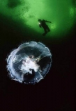 Moon Jellyfish (Aurelia aurita) Moon Jellyfish (Aurelia aurita)