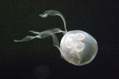Moon Jellyfish (Aurelia aurita) Moon Jellyfish (Aurelia aurita)