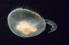Moon Jellyfish (Aurelia aurita) Moon Jellyfish (Aurelia aurita)