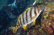 Spottedtail Morwong (Goniistius zonatus) Spottedtail Morwong (Goniistius zonatus)
