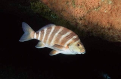 Banded Morwong (Cheilodactylus spectabilis) Banded Morwong (Cheilodactylus spectabilis)