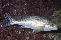 Dusky Morwong (Dactylophora nigricans)