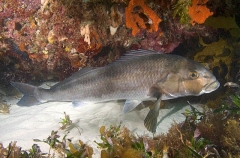Dusky Morwong (Dactylophora nigricans) Dusky Morwong (Dactylophora nigricans)