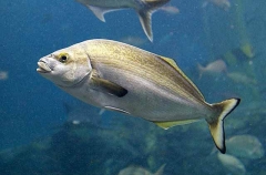 Bastard Trumpeter (Latridopsis forsteri)