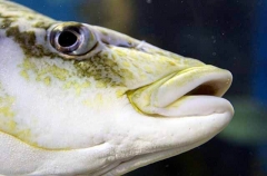 Striped Trumpeter (Latris lineata) Striped Trumpeter (Latris lineata)