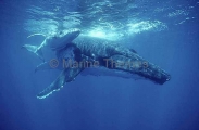 Humpback Whale (Megaptera novaeangliae) Humpback Whale (Megaptera novaeangliae)