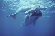 Humpback Whale (Megaptera novaeangliae) Humpback Whale (Megaptera novaeangliae)