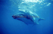 Humpback Whale (Megaptera novaeangliae) Humpback Whale (Megaptera novaeangliae)