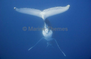 Humpback Whale (Megaptera novaeangliae) Humpback Whale (Megaptera novaeangliae)