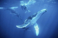 Humpback Whales (Megaptera novaeangliae) Humpback Whales (Megaptera novaeangliae)