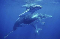Humpback Whales (Megaptera novaeangliae) Humpback Whales (Megaptera novaeangliae)