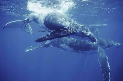 Humpback Whales (Megaptera novaeangliae) Humpback Whales (Megaptera novaeangliae)