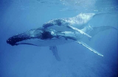 Humpback Whales (Megaptera novaeangliae) Humpback Whales (Megaptera novaeangliae)