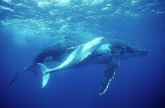 Humpback Whale (Megaptera novaeangliae) Humpback Whale (Megaptera novaeangliae)