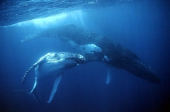 Humpback Whales (Megaptera novaeangliae) Humpback Whales (Megaptera novaeangliae)