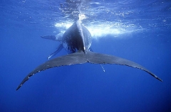 Humpback Whales (Megaptera novaeangliae) Humpback Whales (Megaptera novaeangliae)