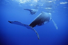Humpback Whales (Megaptera novaeangliae) Humpback Whales (Megaptera novaeangliae)