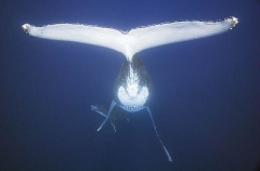 Humpback Whale (Megaptera novaeangliae) Humpback Whale (Megaptera novaeangliae)