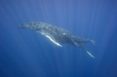 Humpback Whales (Megaptera novaeangliae) Humpback Whales (Megaptera novaeangliae)