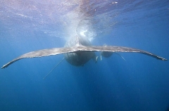 Humpback Whales (Megaptera novaeangliae) Humpback Whales (Megaptera novaeangliae)