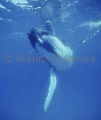 Humpback Whales (Megaptera novaeangliae) Humpback Whales (Megaptera novaeangliae)