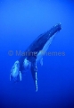 Humpback Whales (Megaptera novaeangliae)