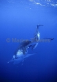 Humpback Whales (Megaptera novaeangliae) Humpback Whales (Megaptera novaeangliae)