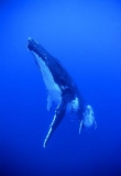 Humpback Whales (Megaptera novaeangliae) Humpback Whales (Megaptera novaeangliae)