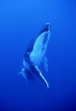 Humpback Whales (Megaptera novaeangliae) Humpback Whales (Megaptera novaeangliae)