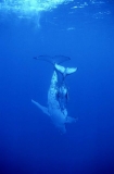 Humpback Whales (Megaptera novaeangliae) Humpback Whales (Megaptera novaeangliae)