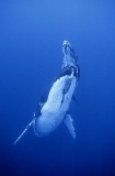 Humpback Whales (Megaptera novaeangliae) Humpback Whales (Megaptera novaeangliae)