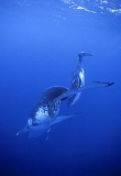 Humpback Whales (Megaptera novaeangliae) Humpback Whales (Megaptera novaeangliae)