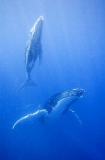 Humpback Whale (Megaptera novaeangliae) Humpback Whale (Megaptera novaeangliae)