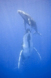 Humpback Whale (Megaptera novaeangliae) Humpback Whale (Megaptera novaeangliae)