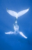 Humpback Whale (Megaptera novaeangliae) Humpback Whale (Megaptera novaeangliae)