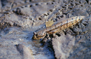 Blue-spotted Mudskipper (Boleophthalmus boddarti) Blue-spotted Mudskipper (Boleophthalmus boddarti)