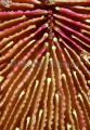 Mushroom Coral (Fungia scutaria) Mushroom Coral (Fungia scutaria)