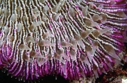 Mushroom Coral (Fungia scutaria) Mushroom Coral (Fungia scutaria)