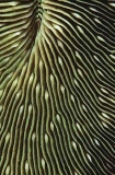 Mushroom Coral (Fungiidae sp.) Mushroom Coral (Fungiidae sp.)