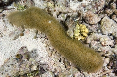 Mushroom Coral (Polyphyllia talpina) Mushroom Coral (Polyphyllia talpina)