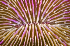 Mushroom Coral (Fungia scutaria) Mushroom Coral (Fungia scutaria)