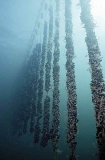 Blue Mussels (Mytilus edulis) Blue Mussels (Mytilus edulis)