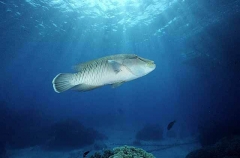 Humpheaded Maori or Napoleon Wrasse (Cheilinus undulatus) Humpheaded Maori or Napoleon Wrasse (Cheilinus undulatus)