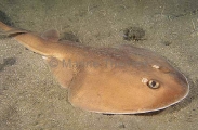 Tasmanian Numbfish (Narcine tasmaniensis) Tasmanian Numbfish (Narcine tasmaniensis)