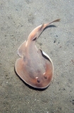 Tasmanian Numbfish (Narcine tasmaniensis) Tasmanian Numbfish (Narcine tasmaniensis)