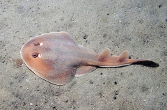 Tasmanian Numbfish (Narcine tasmaniensis) Tasmanian Numbfish (Narcine tasmaniensis)