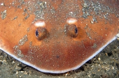 Tasmanian Numbfish (Narcine tasmaniensis) Tasmanian Numbfish (Narcine tasmaniensis)