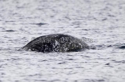 Narwhal (Monodon monoceros) Narwhal (Monodon monoceros)