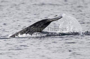 Narwhal (Monodon monoceros) Narwhal (Monodon monoceros)